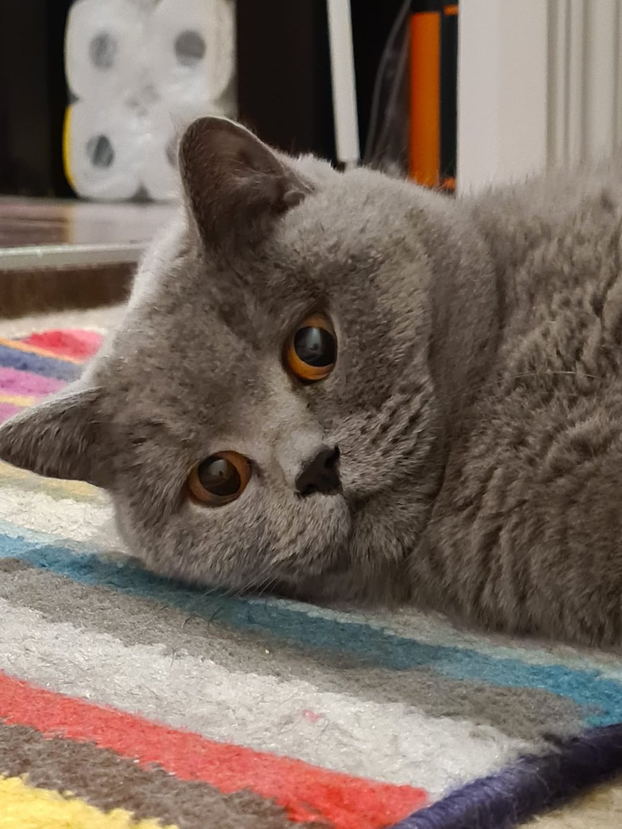 JoleneTheCat's tweet photo. Feelin cute today. https://t.co/LFqmpiwNsc