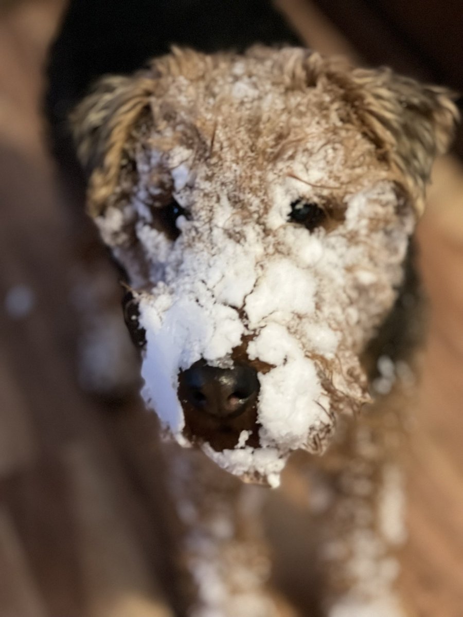 guy451m's tweet image. So I have taken to snow swimmies now that the grass is covered. This stuff is great!