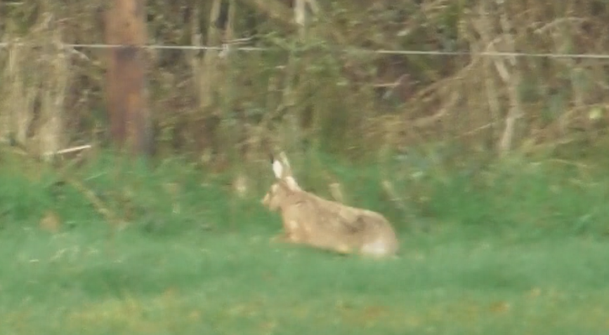 devoncountysabs's tweet photo. On New Years Day we sabbed the Eggesford Hunt who met at their traditional meet at the Waie Inn, Zeal Monachorum. It was a tough day for sabs and sadly the hunt killed a hare. HIT report: https://t.co/URKETQvcsi https://t.co/y1xOfjHBRY