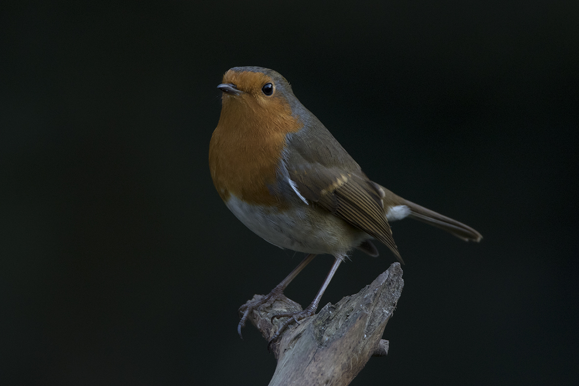 OJoy69's tweet photo. Robin in the garden today. @RSPBScotland  #DDOR #TwitterNatureCommunity #EastLothian @MussTrail #birds #birdphotography https://t.co/Pmy9NY84oU