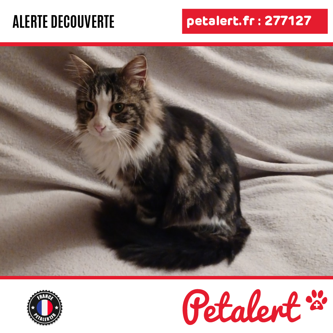 petalert_france's tweet photo. Trouvé #Chat #Loire #Ecoche #Petalert #PetAlert42 / https://t.co/FrHQDOcNXG https://t.co/cyldktGPKx