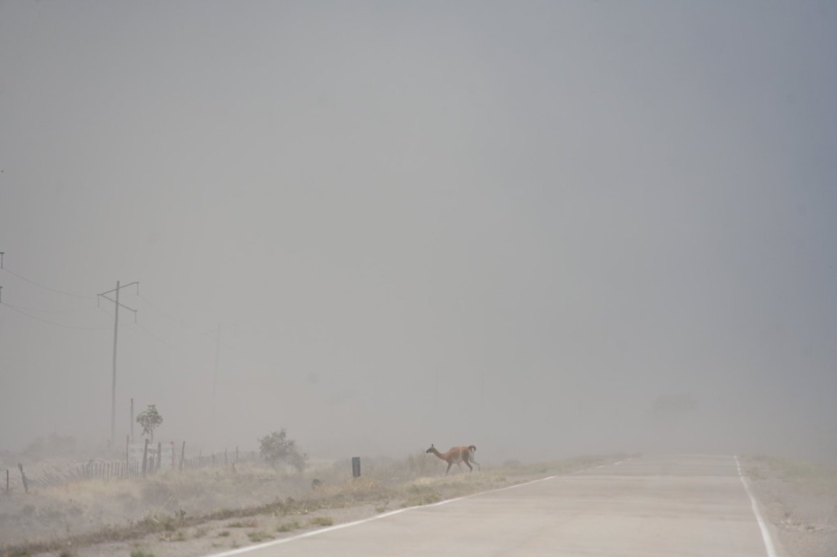 maxi jonas tweet media