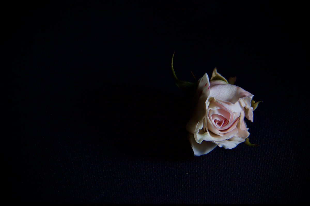 xrossfader's tweet photo. Tried my hand at a single flash with just a black frame to start. It was kinda fun! #macro #5dmkii https://t.co/HYp92inkoi