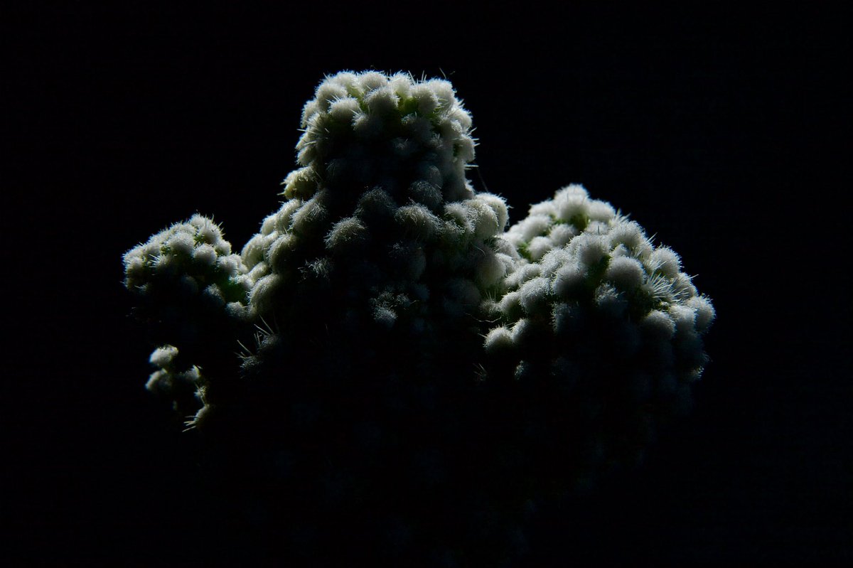 xrossfader's tweet photo. Tried my hand at a single flash with just a black frame to start. It was kinda fun! #macro #5dmkii https://t.co/HYp92inkoi