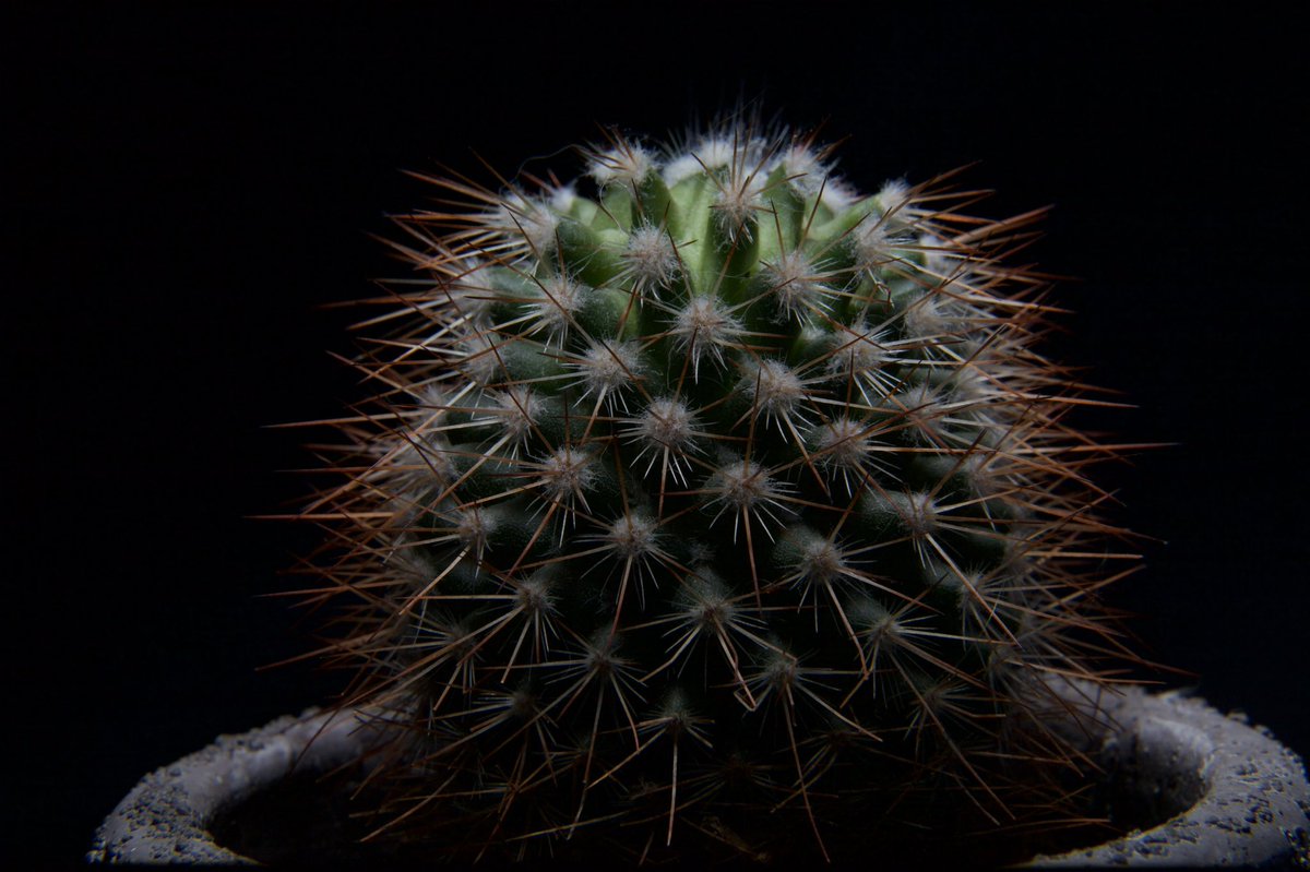 xrossfader's tweet photo. Tried my hand at a single flash with just a black frame to start. It was kinda fun! #macro #5dmkii https://t.co/HYp92inkoi