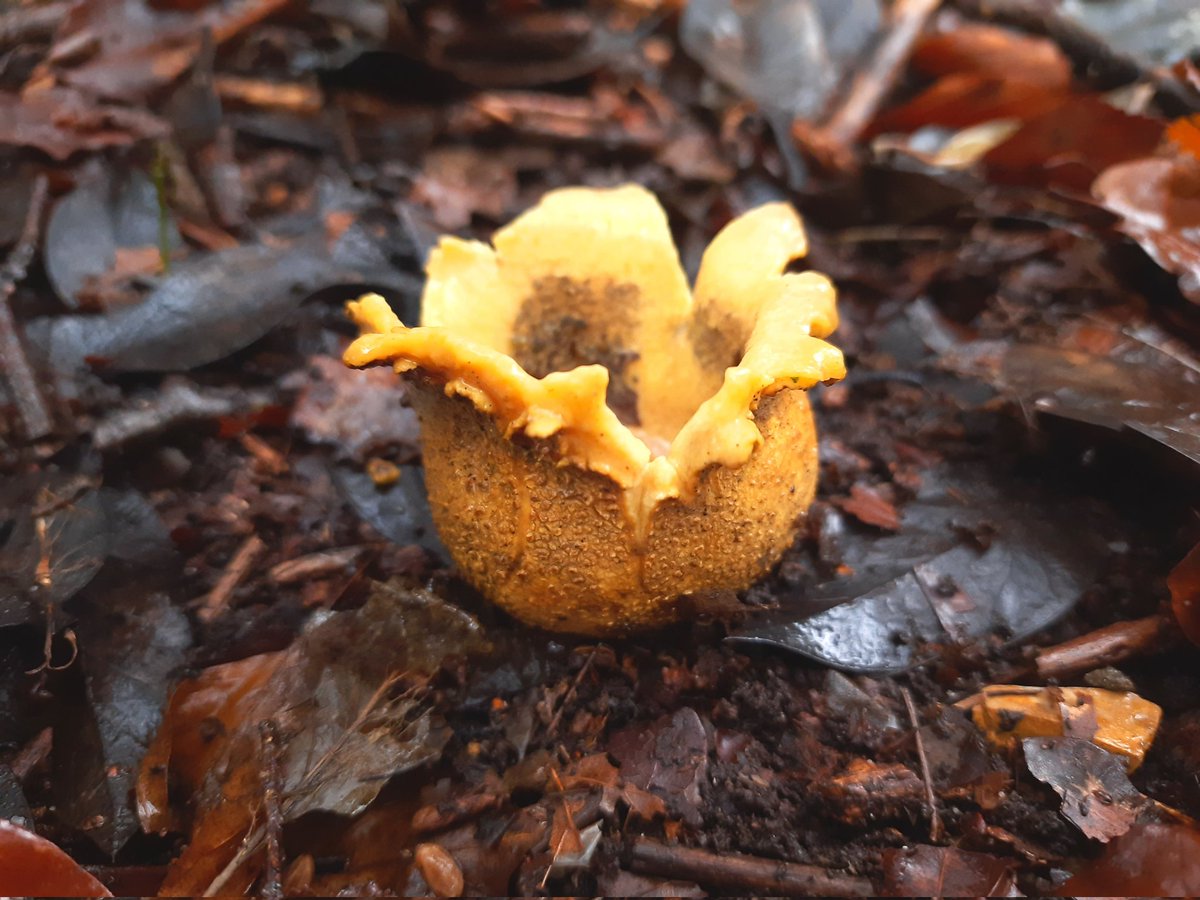 JakesNature's tweet photo. Very cool 😎 Found these beauties in the wood today #fungi #woodland #naturelovers https://t.co/KOeU2OsD5i