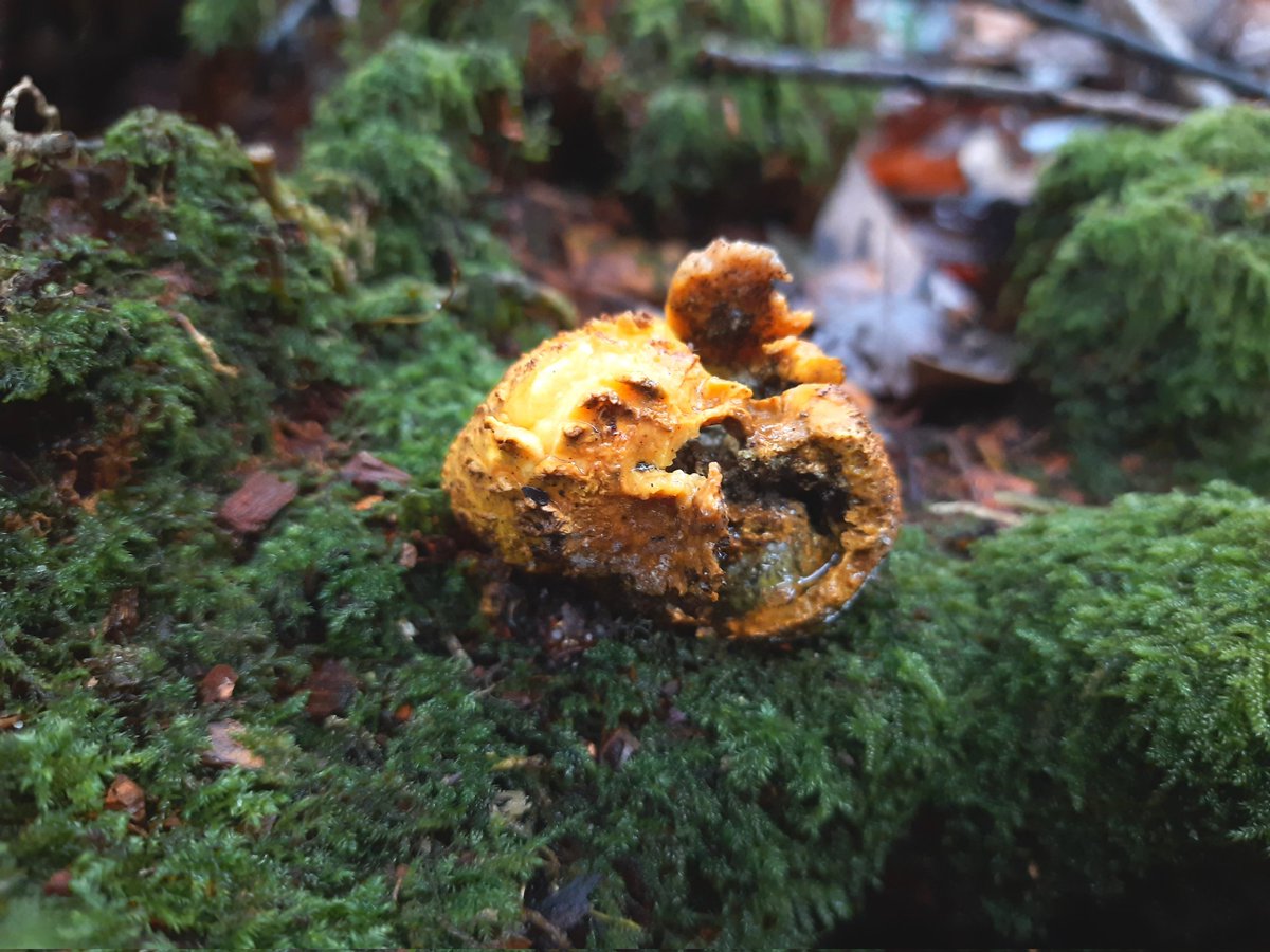 JakesNature's tweet photo. Very cool 😎 Found these beauties in the wood today #fungi #woodland #naturelovers https://t.co/KOeU2OsD5i