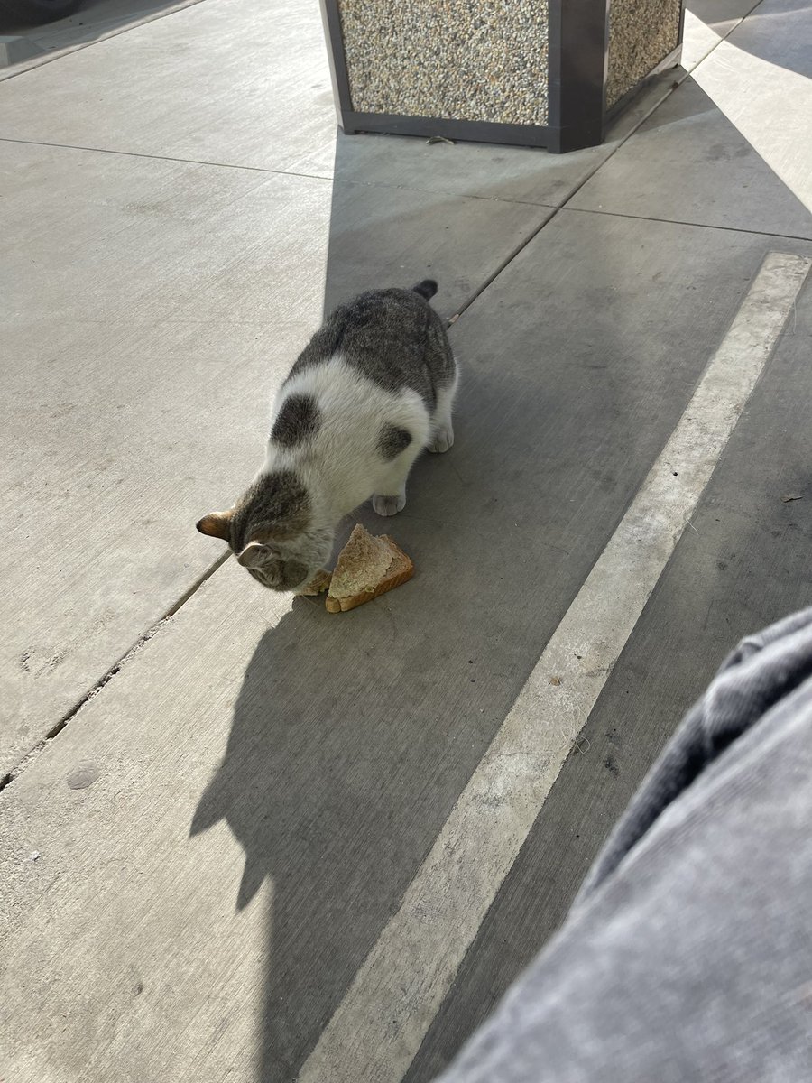 ktchuna's tweet photo. finally made a friend at work. he loves tuna almost as much as i do https://t.co/huSO8hTC9C