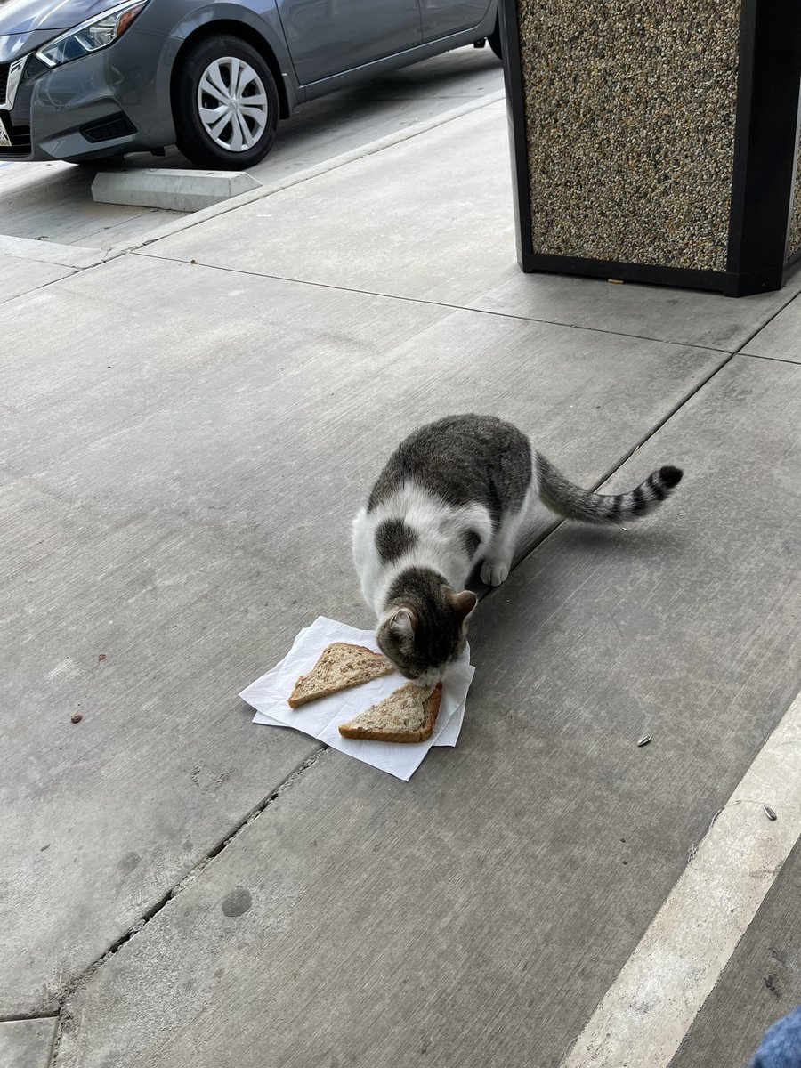 ktchuna's tweet photo. finally made a friend at work. he loves tuna almost as much as i do https://t.co/huSO8hTC9C