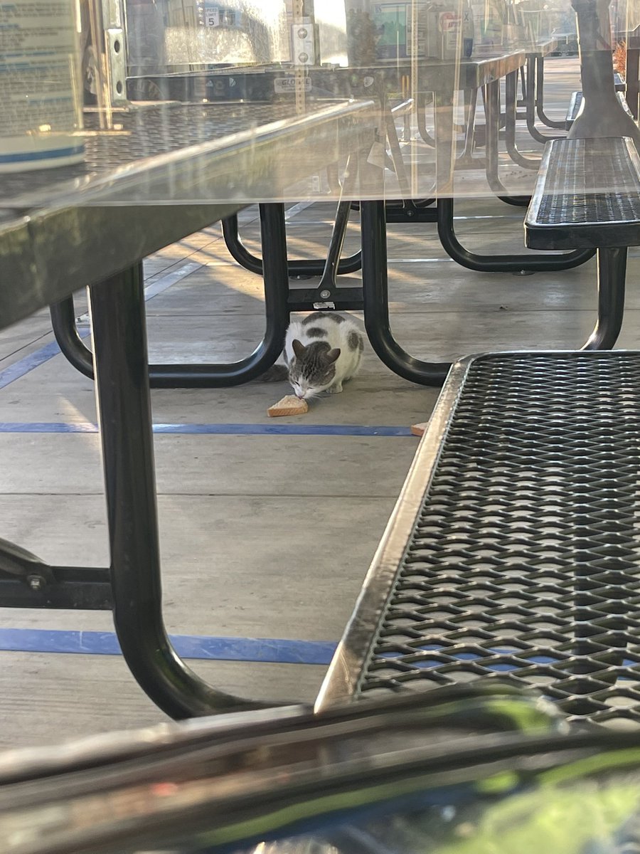 ktchuna's tweet photo. finally made a friend at work. he loves tuna almost as much as i do https://t.co/huSO8hTC9C