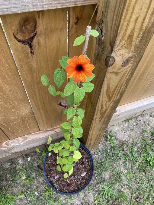 Look at my lil flower I grew 🥲💕 https://t.co/tsmUwSD7qU