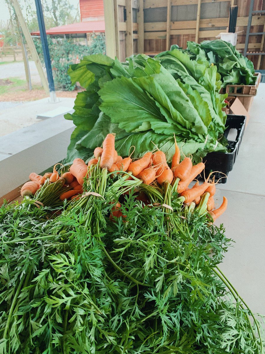 AlgiersProud's tweet photo. Cheers to 2022, y'all! 🎉 Our first community food boxes of the new year went out today with @sugarrootsfarm - and were delivered to senior citizens across Algiers! 🥬🥕🥚 Let's continue to make Algiers proud this year! ⚜️❤️ #AlgiersProud #SugarRootsFarm #MutualAid #NOLA https://t.co/mxxdInalCf