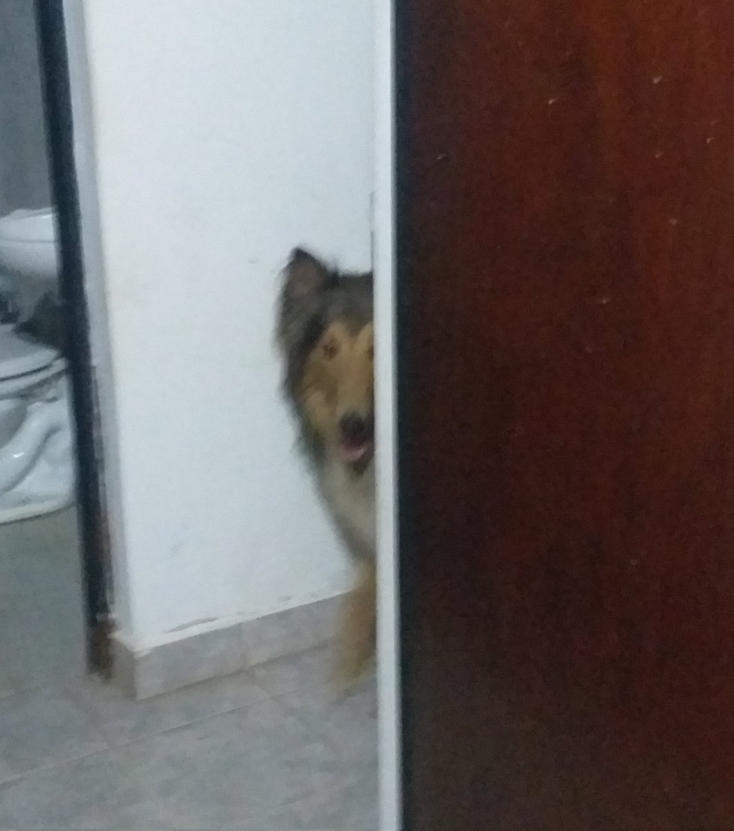 bszvvv's tweet photo. hoy estaba acostada y apareció el perro de mi vecina en la puerta de la pieza https://t.co/56wg7piaEL