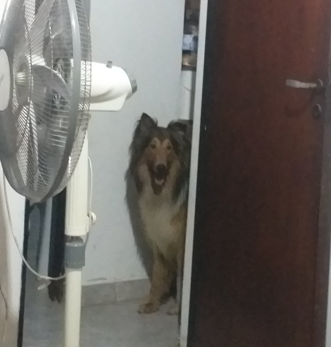 bszvvv's tweet photo. hoy estaba acostada y apareció el perro de mi vecina en la puerta de la pieza https://t.co/56wg7piaEL