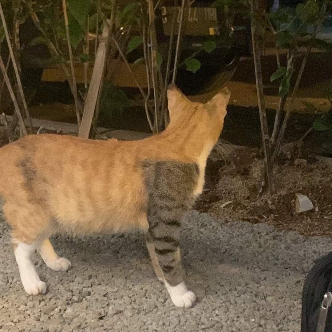 BichinhosFB's tweet photo. te amo gatinho com o braço tatuado https://t.co/AMIq49UyGv