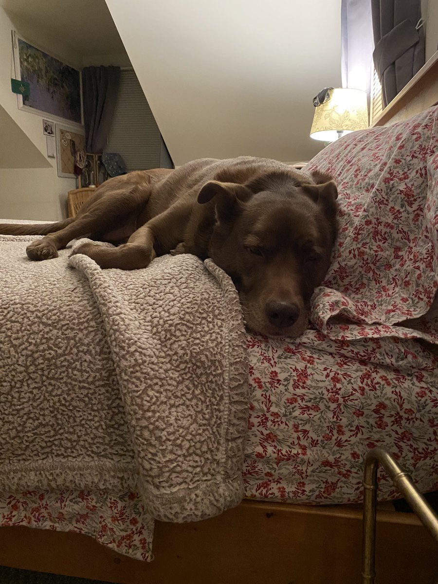 TheTerrorbot's tweet photo. I bought a new bed. For my dog’s comfort obviously. https://t.co/UoKUfMH1hP