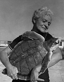 Ila Loetscher US woman aviation pioneer &amp; "Turtle Lady". Age 25 1st licensed native #Iowa woman pilot 1929 founder member of <a href="/TheNinetyNines/">The Ninety-Nines, Inc.®</a> @ invitation of friend Amelia Earhart. From 1960s campaigner to save Kemp's ridley #SeaTurtles 🐢b #OTD 30 Oct 1904 bit.ly/3JAy8gL