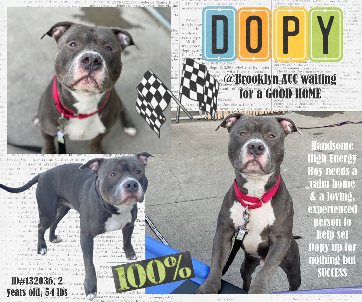 NMBewitched's tweet photo. 💔🥰💔Dopy💔🥰💔
#NYCACC
#132036
https://t.co/W7RNpJEC5P
Target🎯
Poor Boy
Notes are Incomplete
Needs a Miracle
Once again responds to Kindness
Loves Treats
Scared &amp; Abandon
Time, ACC will Not Give him
Experienced #Foster
#Pledge &amp; #Share https://t.co/RMP2CIQm4a