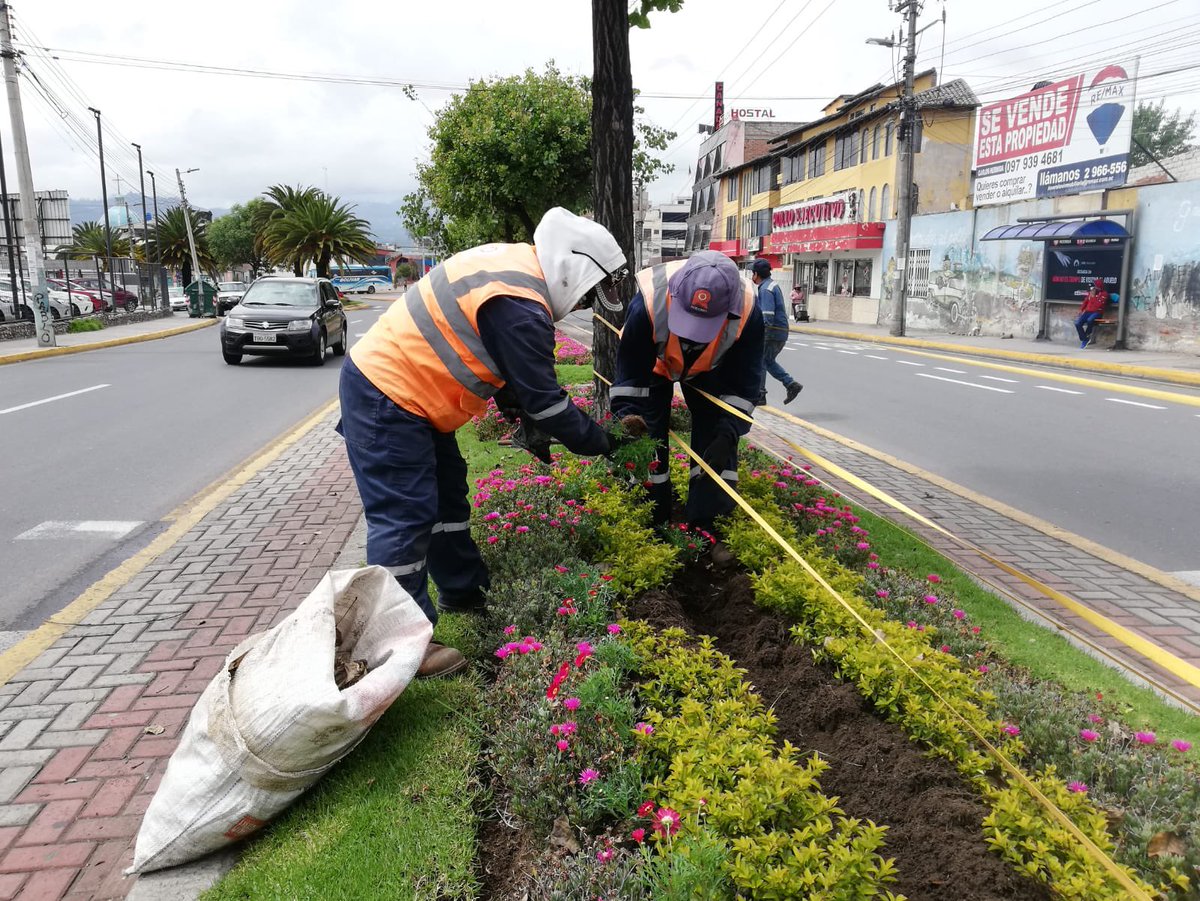 MuniRiobamba's tweet photo. El #PlanVida para #Riobamba mejora la calidad del aire y embellece el entorno urbano. Plantamos palmeras, eugenias y margaritas multicolor en la Av. Sergio Quirola. También dimos mantenimiento a las jardineras de la Av. Circunvalación y en la Av. De La Prensa. https://t.co/DUbn3ZGr6l