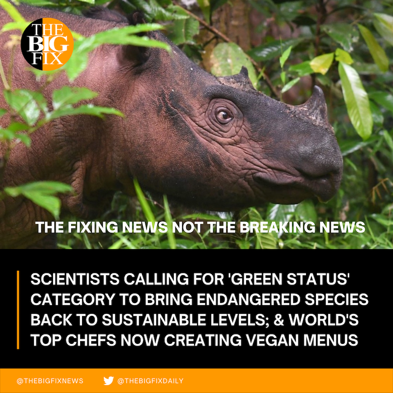 TheBigFixNews's tweet photo. Scientists calling for a 'green status' category to identify how to bring endangered species back to sustainable levels; world's top chefs now creating vegan menus; and Denmark's government announces goal to make domestic flights fossil fuel free by 2030.
https://t.co/uwuyPYnYJ8 https://t.co/Zf8s7tYCyb