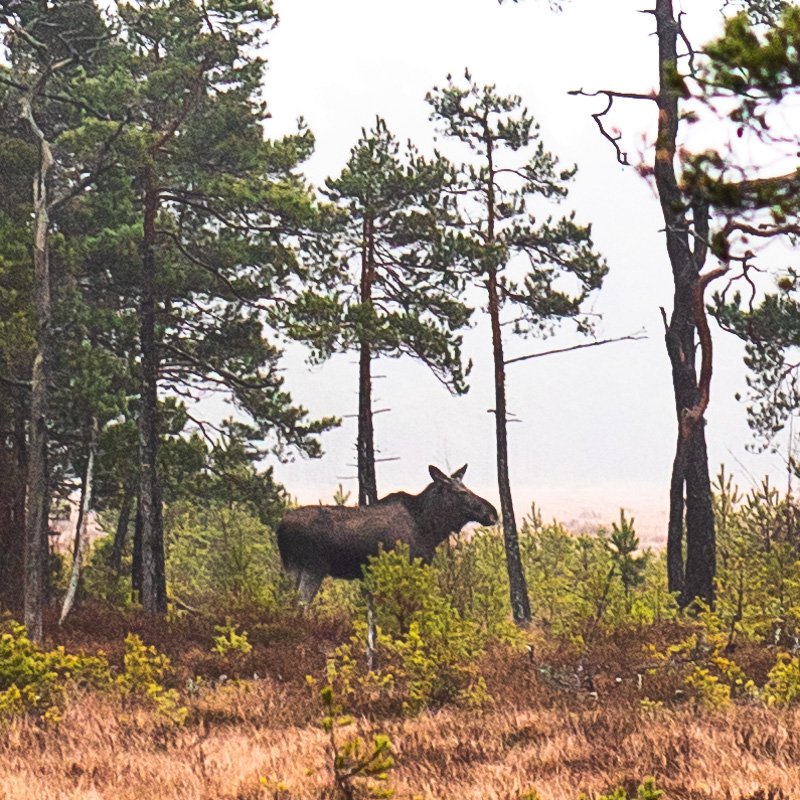 PRNLLA's tweet photo. Vilket oväntat med kul möte längs #vandring på mossen idag: en #älg som stod där i skogsbrynet. ➡️ https://t.co/uOBuK3aASK 😄 https://t.co/dF434tQtBm