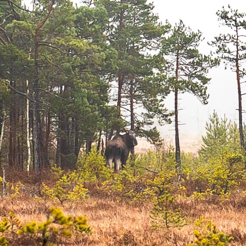 PRNLLA's tweet photo. Vilket oväntat med kul möte längs #vandring på mossen idag: en #älg som stod där i skogsbrynet. ➡️ https://t.co/uOBuK3aASK 😄 https://t.co/dF434tQtBm