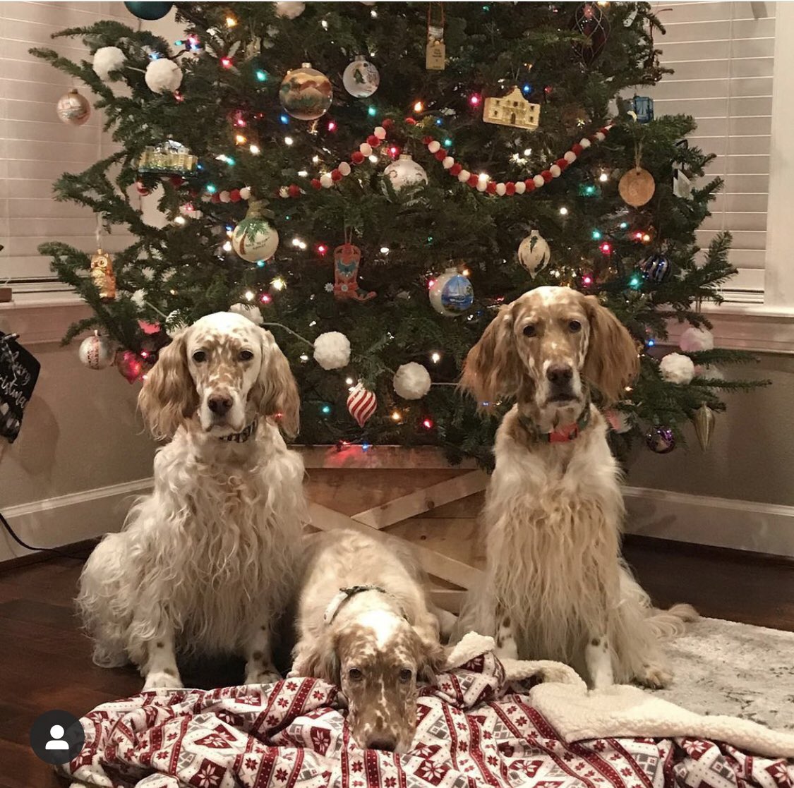 Maryadconnell's tweet photo. New Year, New Hope, New Beginnings!!! Happy 2022 🥳🥂 #englishsetters #doglovers #2022NewYear https://t.co/n2HXmkQtJO
