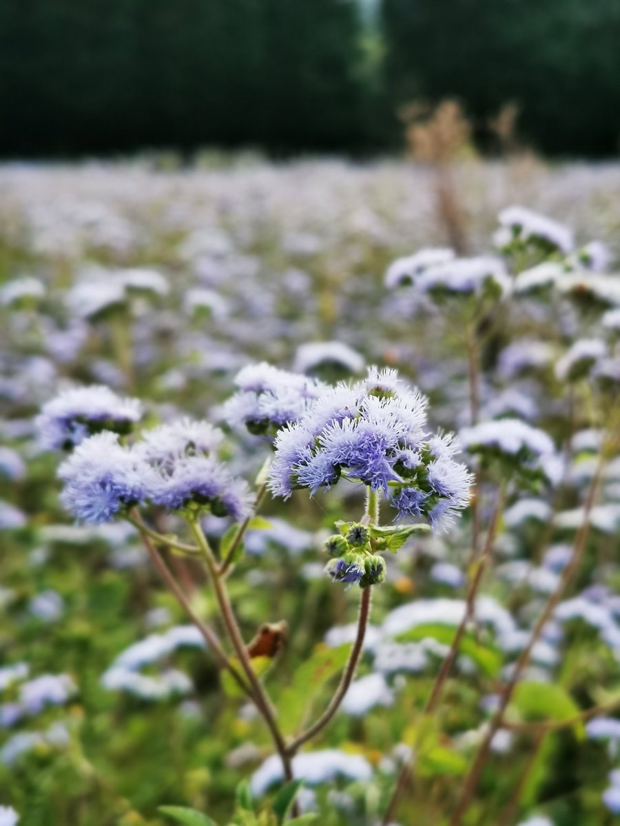 ChepeCletas tweet media