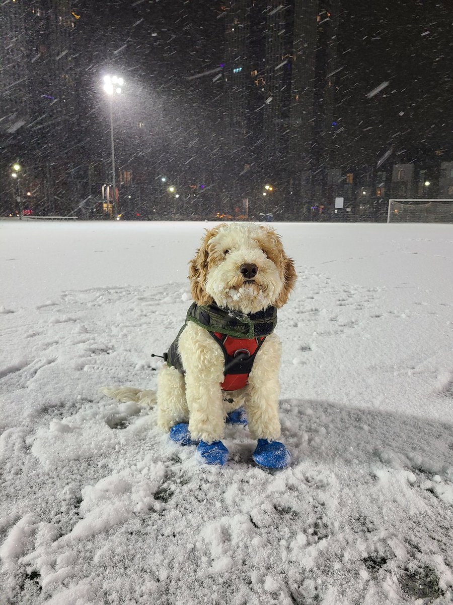 GerryToronto's tweet photo. @BrianSimsPA Here's Midas! https://t.co/IeQpSkB75h