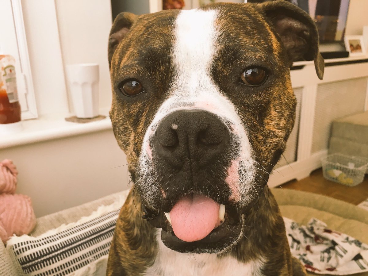 GilesAlderson's tweet photo. Just a picture of Riley becauseโฆ why not
#boxercross #bestie #lifeofriley https://t.co/TTQZikZIrM