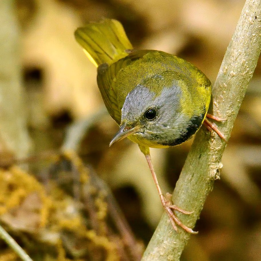 BGBklynTrini tweet media