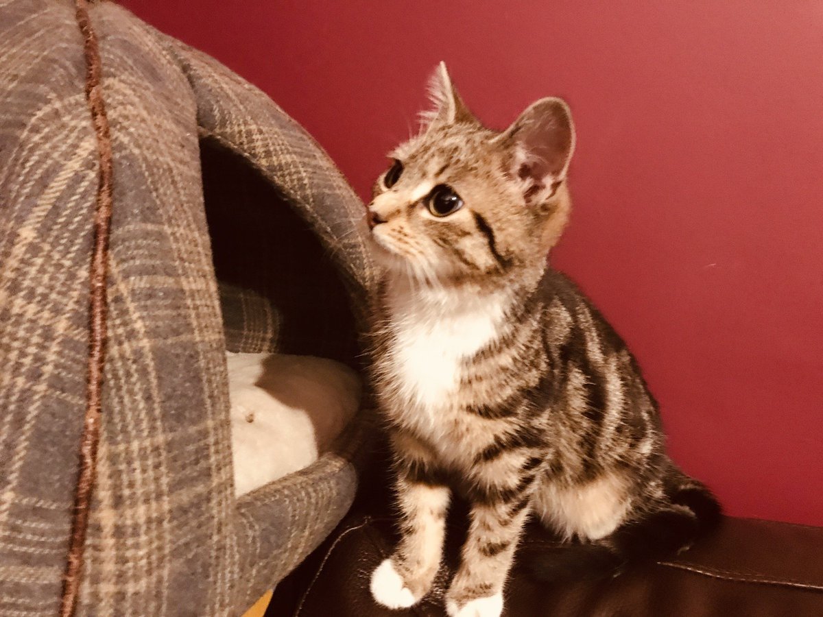 Basil Manoussos, MSc,BSc,MBCS,ACSFS tweet media