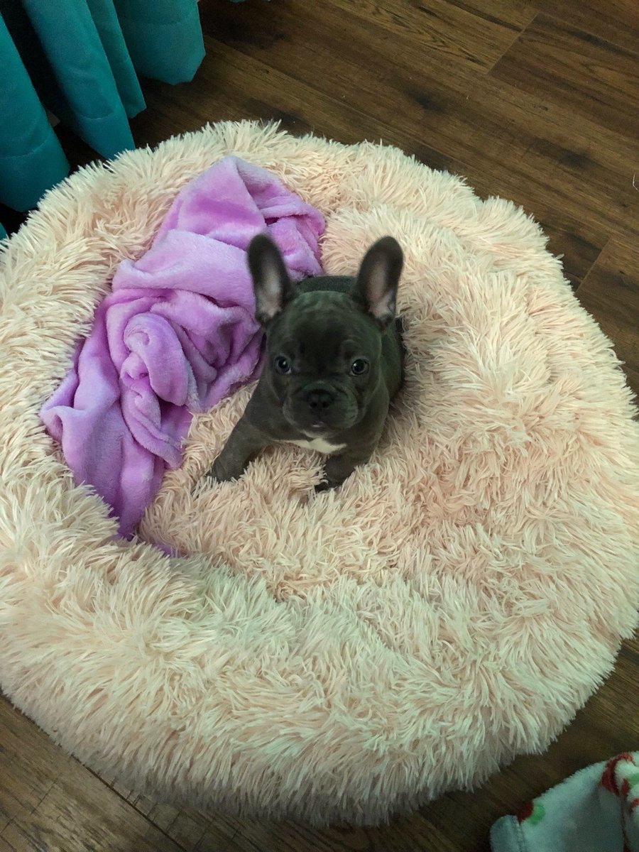 HanstromLisa's tweet image. Happy New Year from Sadie ❤️