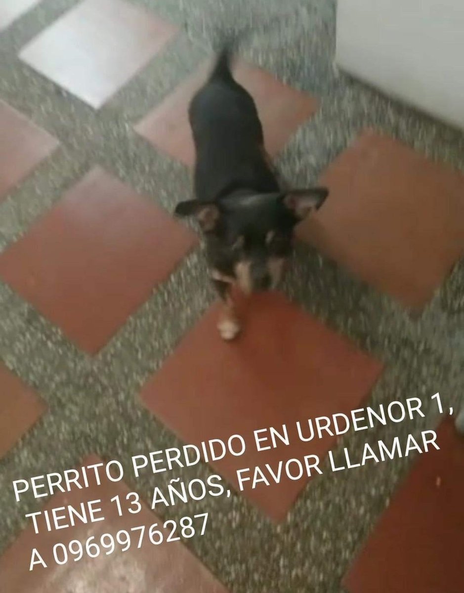 AlertaMePerdi's tweet photo. #PERDIDO #GUAYAQUIL
Nombre: #BUPID
Fecha: 01/01/22
Sector: Norte, Urdenor 1 Mz 121.
Sexo: Macho.
Raza: Doberman Pincher.
Obsv.: Pelaje color blanco con negro.
Contacto: 0993820035
¡Ayúdalo a volver con su familia!
#AlertaMePerdí https://t.co/0Tdwgpron4