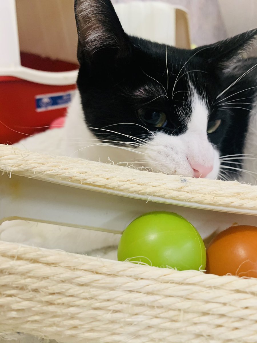 SfHuellas's tweet photo. Andy en su hora de jugar, nadie se fija en él porque es demasiado juguetón. Es tan divertido 😹 ❤️ https://t.co/GLbd60xYoQ