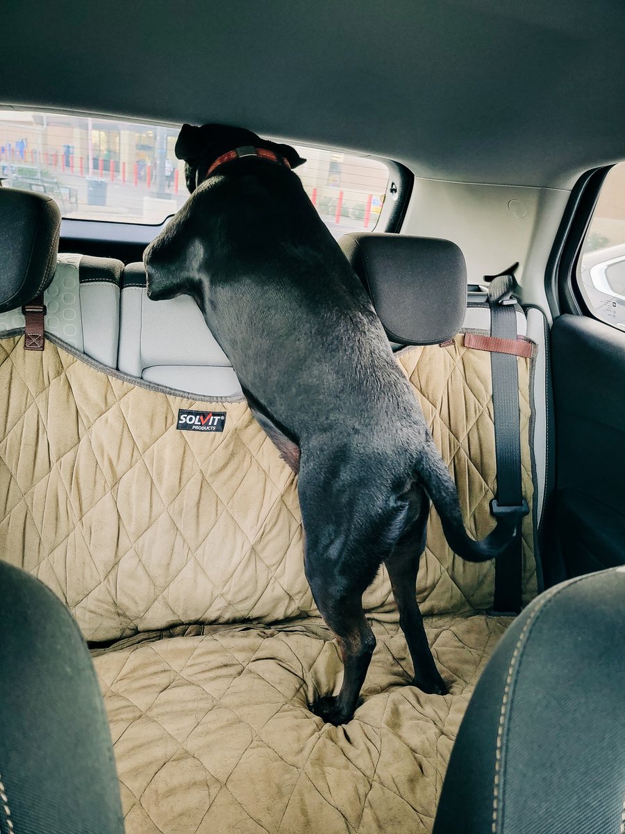 ShadowThePibble's tweet image. DAD LEFT US AND WENT IN DER! I WANNA GO TOOOOO!!!!

#lifewithadog #shadow #dogsincars #pibblelife