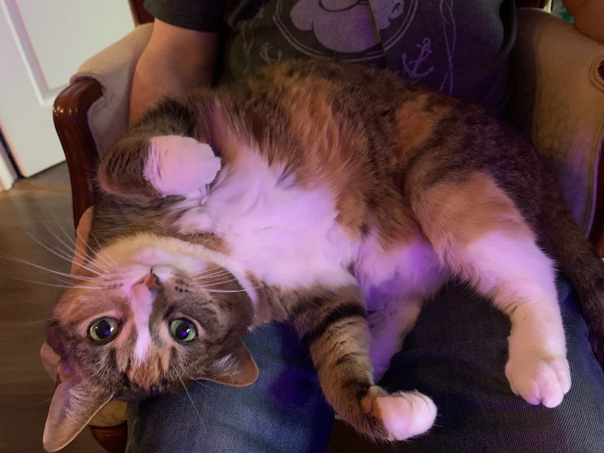 Meefling's tweet image. Tryna make this lowkey but I'm currently without an income and I gotta support my husband, boyfriend, and baby kitty, so if u are financially stable we would appreciate a humble dollar towards Covid treatment and food/curbside fees,, check 1st reply for PayPal #help #Covid_19