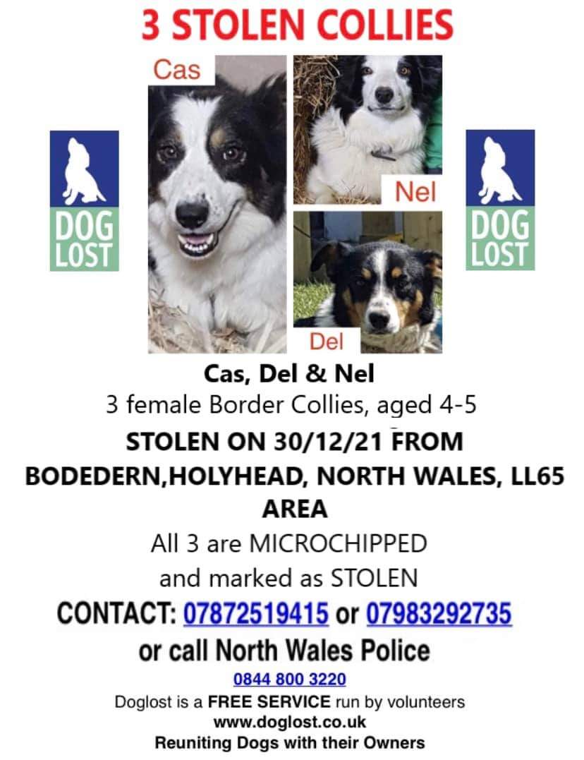 Helping the lost home #TeamWales 🇬🇧 tweet media