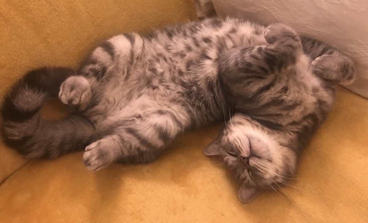podweed's tweet photo. Heβs such a hussy.
#ContortionistCat https://t.co/okQXq4uPKC