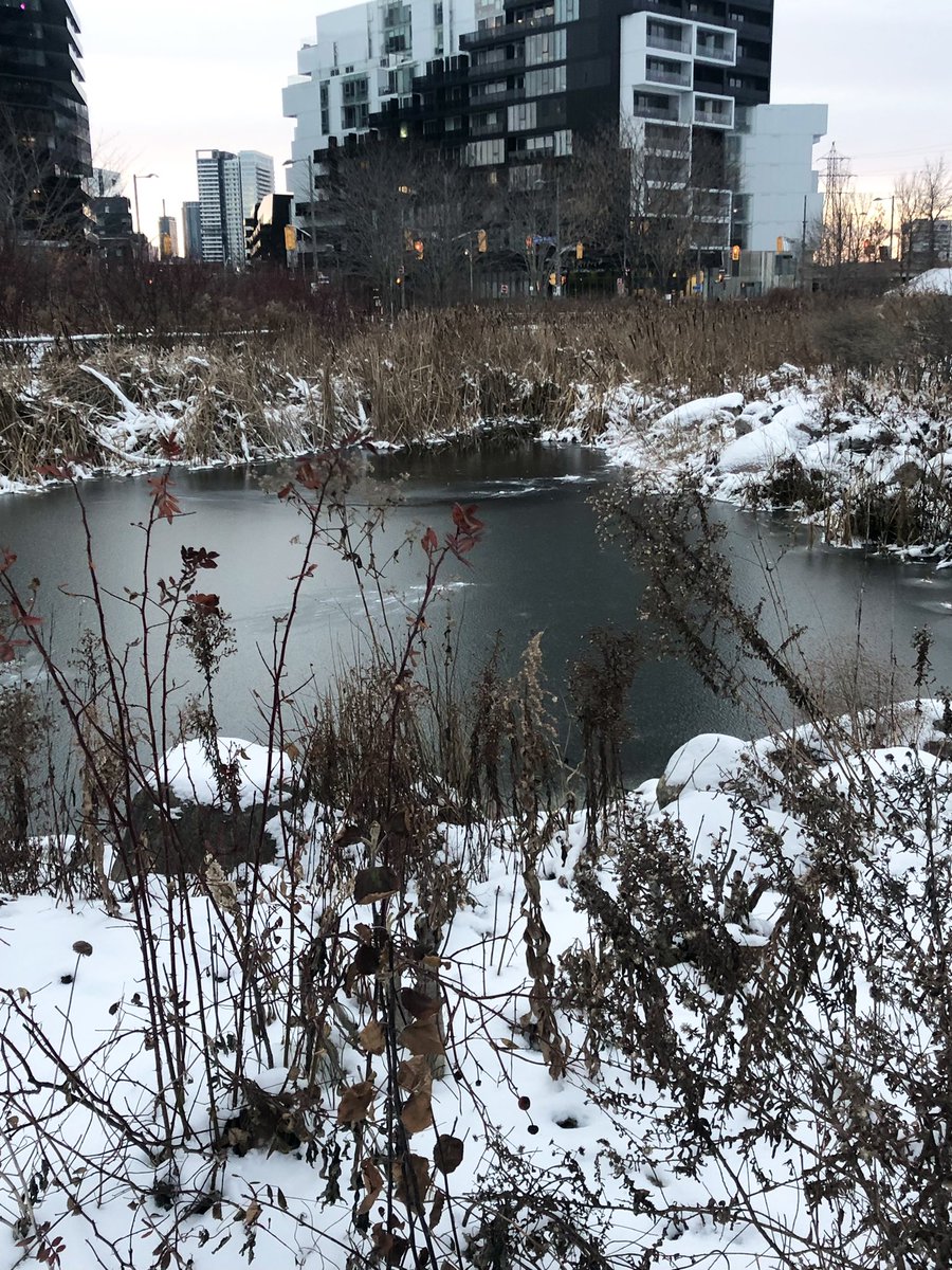 CorktownCommon's tweet image. + 24 hours—what a difference a day makes…#winterisback #coldweather #thisisnormal 👍🏻 if unwelcome for some ❄️ #CorktownCommon #sundayvibes #Toronto