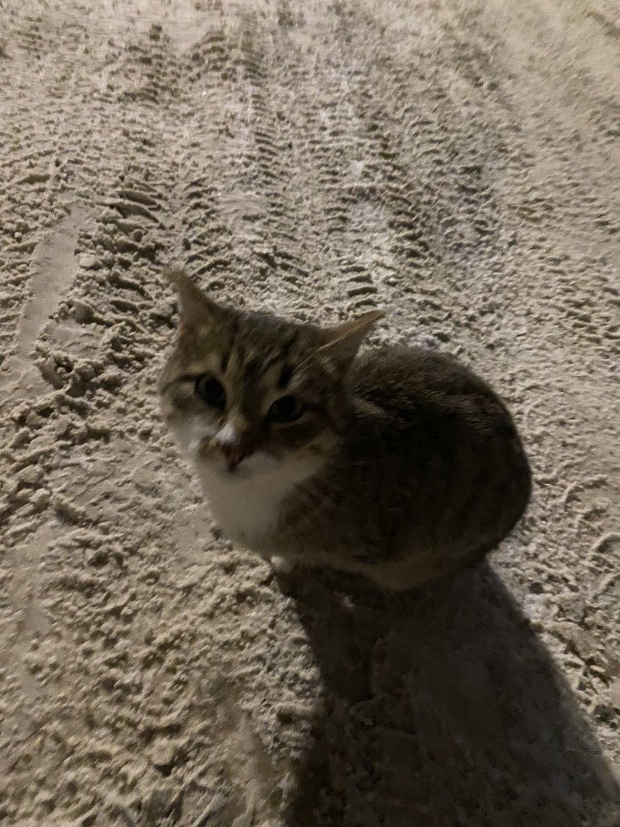 ekazhii's tweet photo. Кстати, Новый год начался с кормления кошечки на улице в 5 утра 1 января. Она очень похожа на домашнюю, переживаю за ее судьбу((( Но после кормёжки китик быстро убежал, а заявиться с таким подарком домой вряд ли получилось бы https://t.co/8nKDlKhlyO