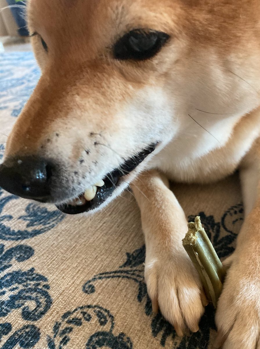 Jan Mitsuko Cash 🧭 ジェン・光子・キャッシュ tweet media