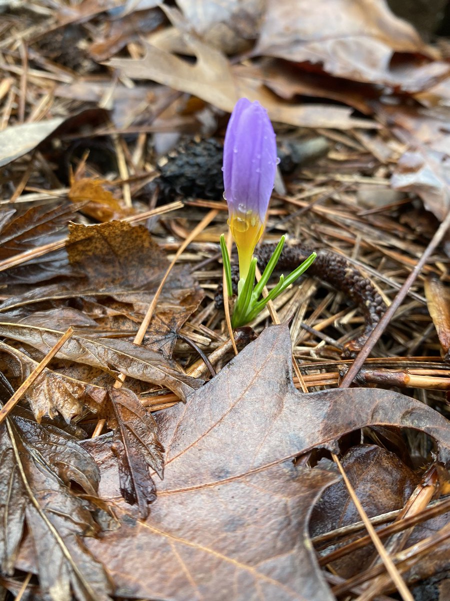 A walk in my yard usually yields many surprises, but never have I seen crocus in early January.  Sadly this little one didn’t know any better.