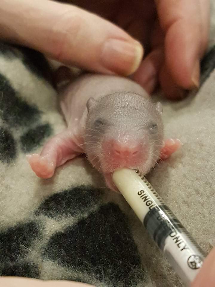 Scrumptious Henryness