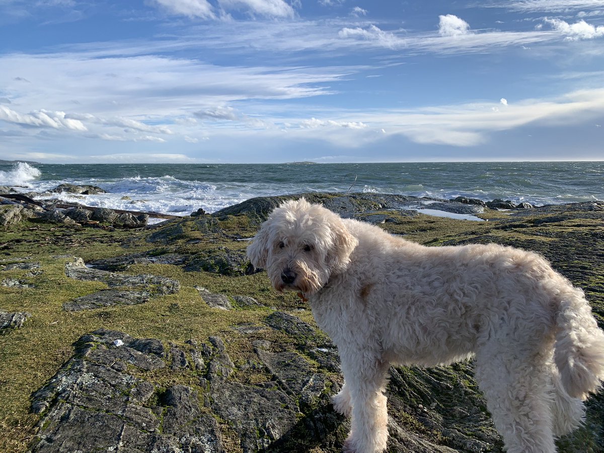 Mary_Griffin_'s tweet photo. Big waves don’t bother #ScoutTheSaltyDog at #CattlePoint in #OakBay. But no, she’s not going in that ocean! https://t.co/hekCjj1Chc