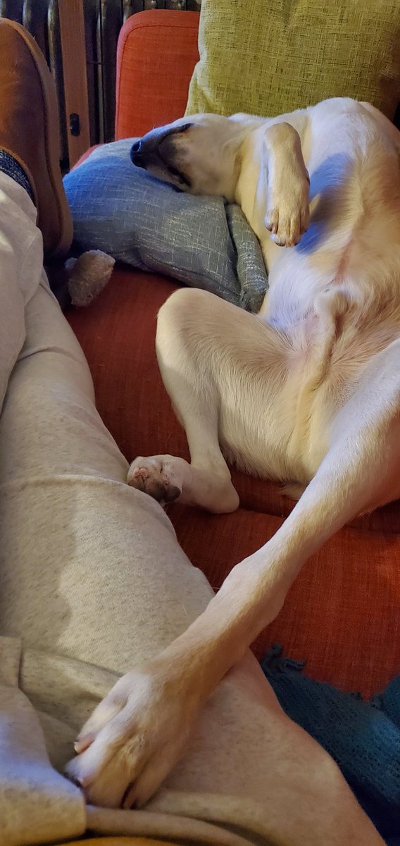 ruminatingtrex's tweet photo. @BrianSimsPA Clark is (dramatically) telling me that he is starving https://t.co/RofPOyqRPW