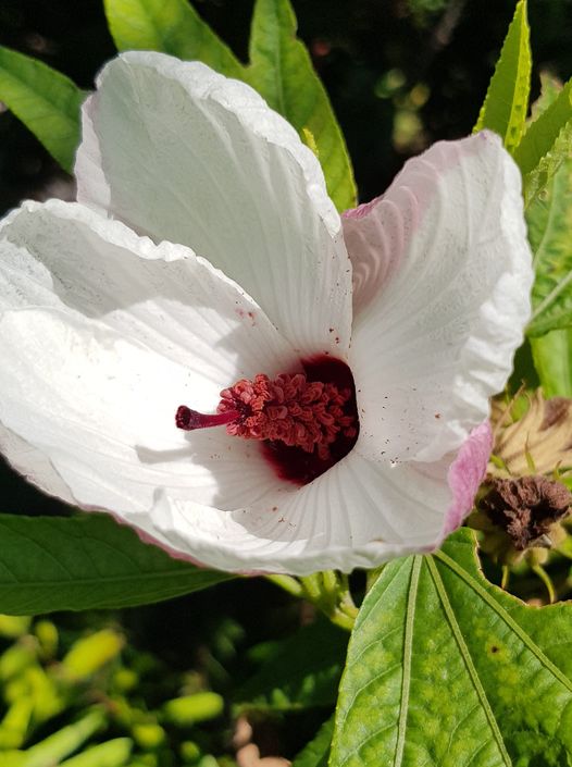 On the Seventh, eighth and ninth of Christmas. #LillyPillyFruit #ButterfliesDancing #NativeRosellaFlower #Rosellaroyale