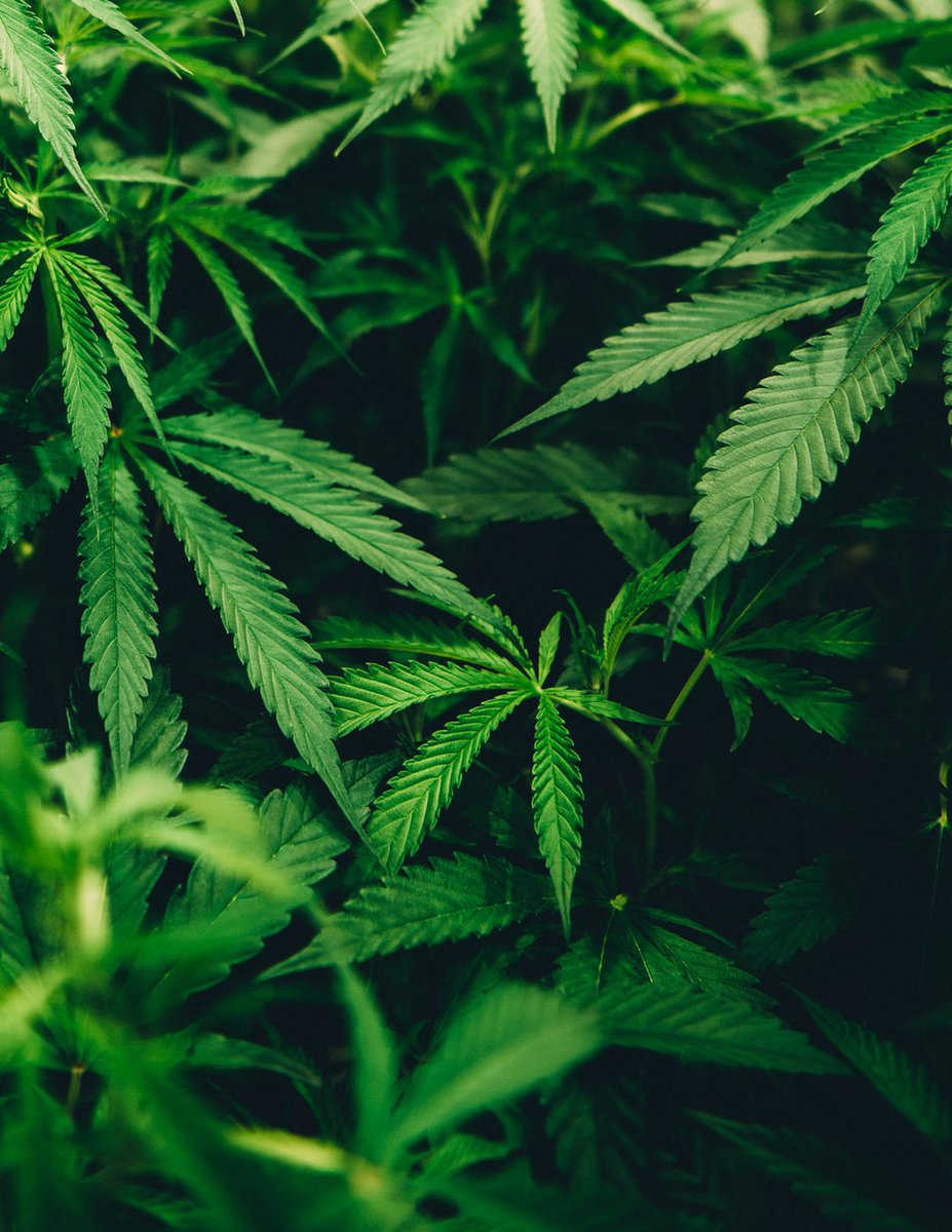 BizRepsUSA's tweet photo. gGRO grow lights provided by BizReps are your best choice to produce a healthy, natural, and sustainable yield.

Read more 👉 https://t.co/Ws1EivNadE

#cannabis #Cannabisindustry #CannabisGrowLighting #Renewableenergy #MonthlyUtilityBills https://t.co/9f2H6g333Q