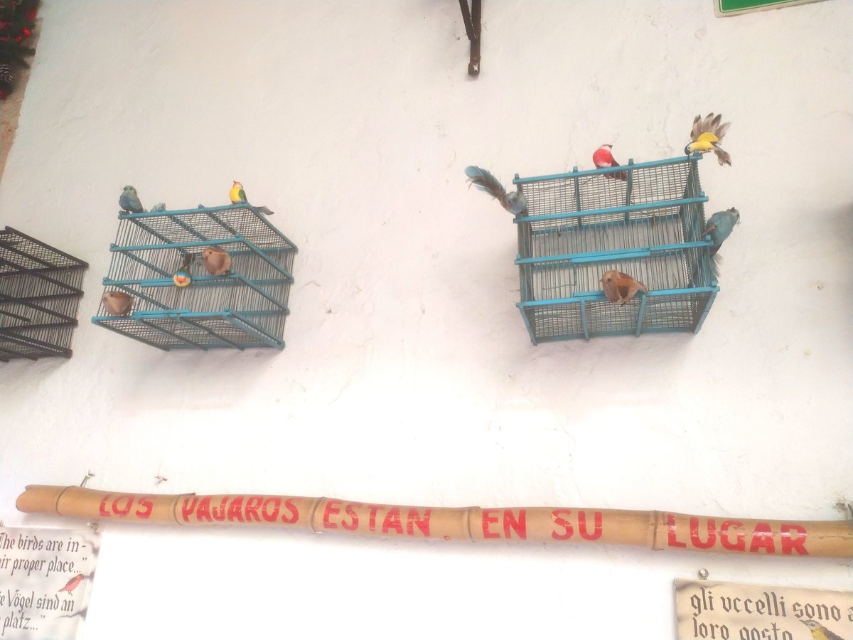 fatimatecpool's tweet photo. Los pájaros están en su lugar 
#MonteMaya 
#Zaci https://t.co/G32FRnGXm8