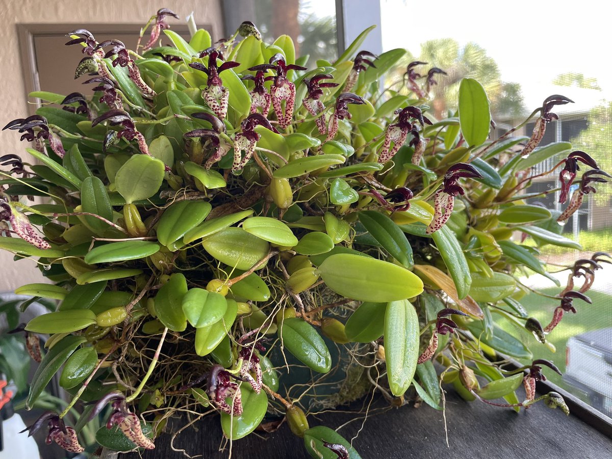 orchidgawd's tweet photo. Bulbophyllum lasiochilum ‘Five Mary’s’ #orchid https://t.co/zFDlaGI2xO
